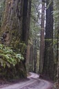 Redwoods, Redwood National Park. Royalty Free Stock Photo