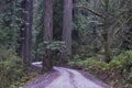 Redwoods, Redwood National Park. Royalty Free Stock Photo