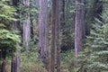 Redwoods, Redwood National Park. Royalty Free Stock Photo