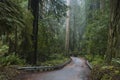 Redwoods, Redwood National Park. Royalty Free Stock Photo