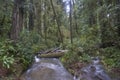 Redwoods, Redwood National Park. Royalty Free Stock Photo