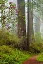 Redwoods and rhododendrons along the Damnation Creek Trail in De