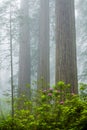 Redwoods and rhododendrons along the Damnation Creek Trail in De