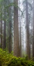 Redwoods and rhododendrons along the Damnation Creek Trail in De