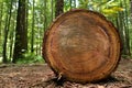 Redwoods in Rotorua New Zealand Royalty Free Stock Photo