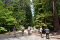 Redwoods in Rotorua New Zealand