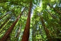Redwoods in Rotorua New Zealand