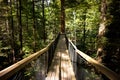 Redwoods `Tree Walk` 06