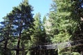 Redwoods Treewalk at Giant redwood forests New Zealand