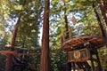 Redwoods Treewalk at Giant Redwoods forests in Rotorua New Zealand