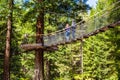 Redwoods Treewalk - Rotorua