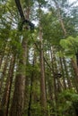 Redwoods Treewalk in Whakarewarewa Forest in New Zealand