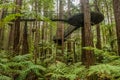 Redwoods Treewalk in Whakarewarewa Forest in New Zealand