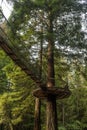 Redwoods Treewalk in Whakarewarewa Forest in New Zealand