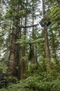 Redwoods Treewalk in Whakarewarewa Forest in New Zealand