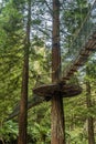 Redwoods Treewalk in Whakarewarewa Forest in New Zealand