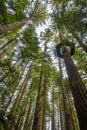 Redwoods Treewalk in Whakarewarewa Forest in New Zealand