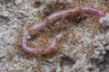 Redworm being attacked by little red tropical fire ants Royalty Free Stock Photo