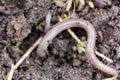 Redworm Eisenia fetida Royalty Free Stock Photo