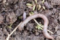 Redworm Eisenia fetida Royalty Free Stock Photo