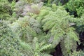 Tree fern in the rainforest of Australia