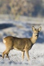 Ree, Roe deer, Capreolus capreolus Royalty Free Stock Photo