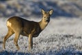 Ree, Roe deer, Capreolus capreolus Royalty Free Stock Photo