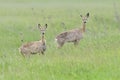 Ree, Roe deer, Capreolus capreolus Royalty Free Stock Photo