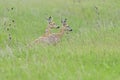 Ree, Roe deer, Capreolus capreolus Royalty Free Stock Photo