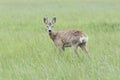 Ree, Roe deer, Capreolus capreolus