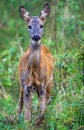 Ree, Roe Deer, Capreolus capreolus Royalty Free Stock Photo