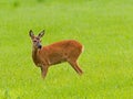 Ree, Roe Deer, Capreolus capreolus Royalty Free Stock Photo