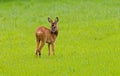 Ree, Roe Deer, Capreolus capreolus