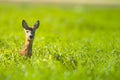 Ree, Roe Deer, Capreolus capreolus Royalty Free Stock Photo