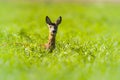 Ree, Roe Deer, Capreolus capreolus Royalty Free Stock Photo