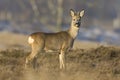 Ree, Roe deer, Capreolus capreolus Royalty Free Stock Photo