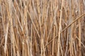 Reed Royalty Free Stock Photo