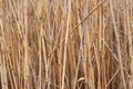 Reed Royalty Free Stock Photo