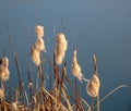 Reed against the background of the blue January waters of the city lake