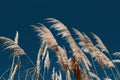 Reed against the blue sky, background, close-up, horizontal orientation.