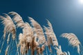 Reed against the blue sky, background, close-up, horizontal, ray of sunshine.