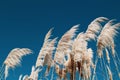 Reed against the blue sky, background, close-up.