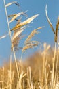 Reed against the blue sky