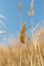 Reed against the blue sky