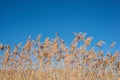 Reed against blue sky