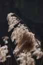 Reed against dark background