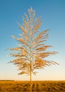 Reed against the sky