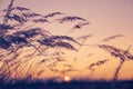 Reed against sky