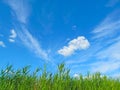 Reed against the sky