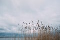 Reed against the sky swaying in the wind in cloudy weather. Early spring.